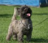 Cairn Terrier - rodowodowe (ZKwP/FCI) szczenięta po Championach