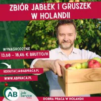 ZBIÓR JABŁEK I GRUSZEK W HOLANDII M/K